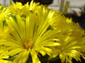 Delosperma basuticum